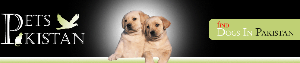 Dogs in Pakistan