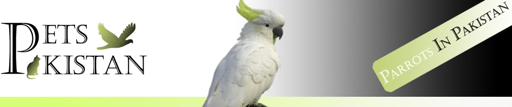 Parrots in Pakistan