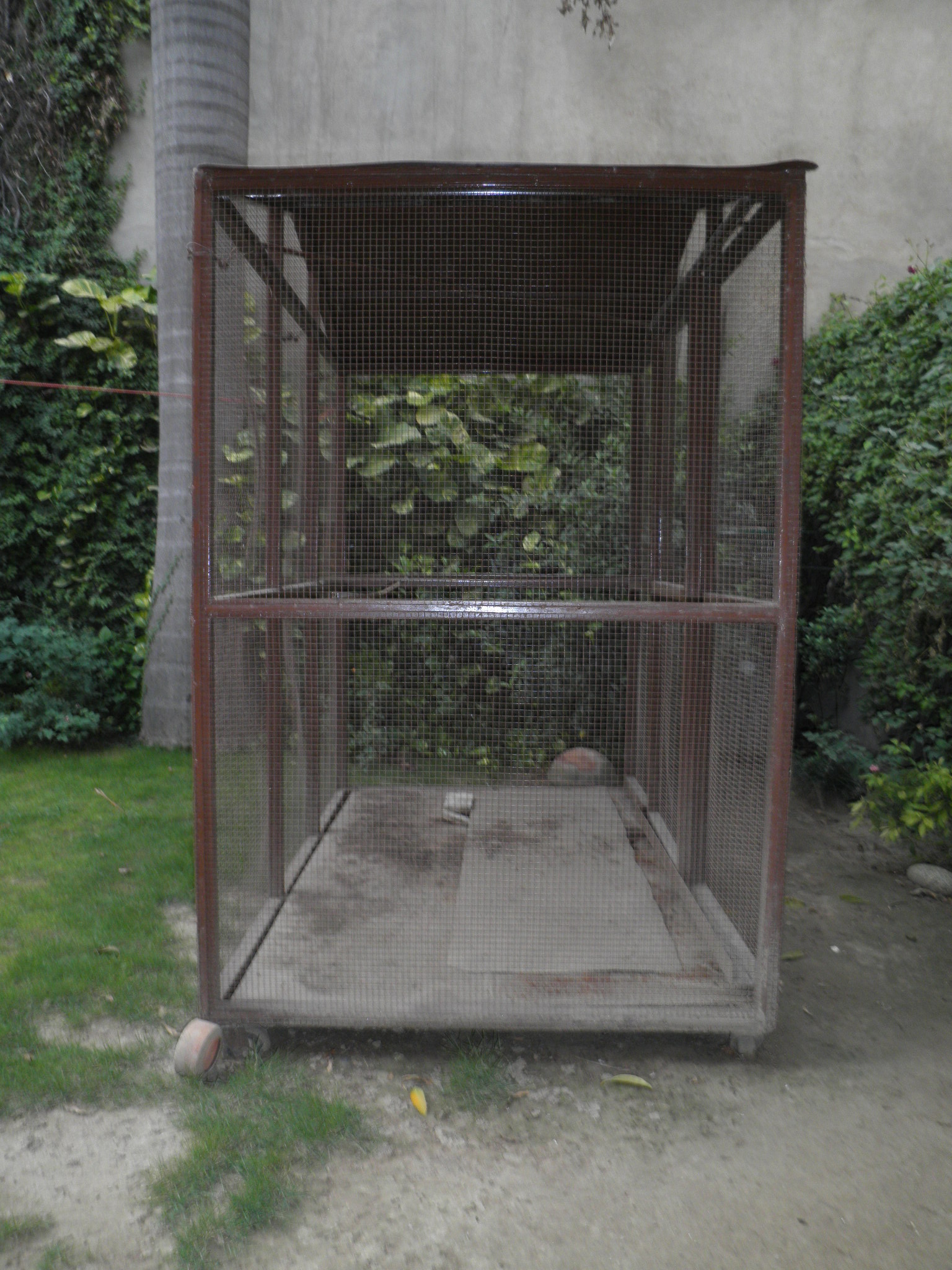 Lovebird Aviary