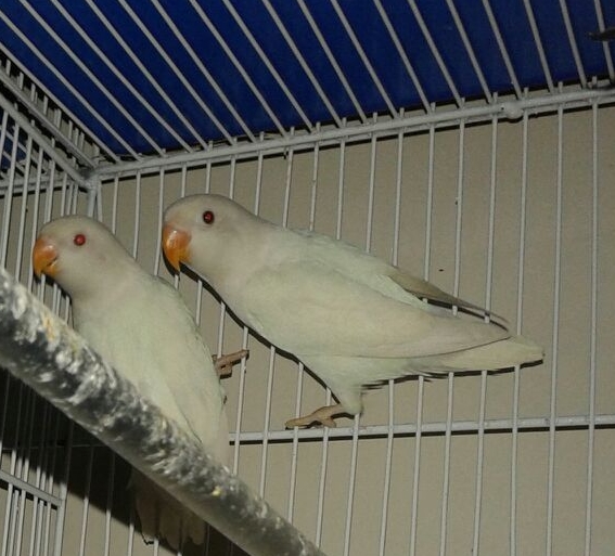 Pets Pakistan Albino Personata (Red Eyes) Pair available for sale