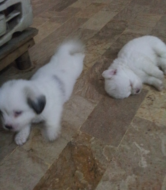 Pets Pakistan Toy Breed Puppies For Sale