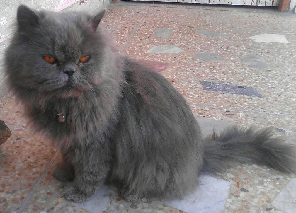 persian cat male fawn colour Persian cats ISLAMABAD Animals Pets for sale in Pakistan