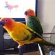 macaw-parrots-cockatoos-grey-parrots-amazons-ostriches-falcons-ostriches-african-grey-parrot-ahmadabad-1