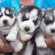 akc-registered-siberian-husky-puppies-other-ahmadabad