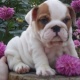 amazing-english-bulldog-puppies-available-now-other-ahmadabad-1