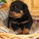 cute-male-and-female-rottweiler-puppies-rottweiler-abbasia-1