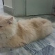 persian-male-cat-female-cat-and-kittens-for-sale-persian-cats-karachi