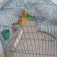 fisher-parrots-lovebirds-peshawar