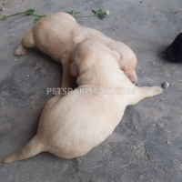 labrador-puppies-labrador-retriever-sheikhupura