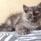 persian-male-kitten-persian-cats-karachi
