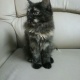 black-female-triple-coated-kitten-for-sale-persian-cats-lahore