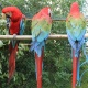 baby-parrots-and-fertile-eggs-macaws-islamabad-2