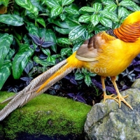 red-golden-pheasant-yellow-golden-pheasant-and-lady-amherst-pheasant-putrhey-golden-pheasant-lahore-cantt-4