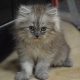 7-weeks-old-persian-kitten-persian-cats-islamabad