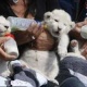 cheetah-cubs-lion-cubs-and-tiger-for-sale-himalayan-islamabad-1