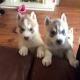 beautiful-husky-puppies-shih-tzu-abbottabad-2