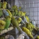 king-size-budgerigars-pathay-and-ready-to-breed-australian-budgies-lahore-1