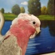 rose-breasted-cockatoo-129814-other-bahawalpur-cantt-1