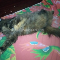 black-cat-persian-cats-karachi