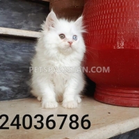 odd-eyes-persian-male-kitten-persian-cats-islamabad-1