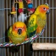 sun-conure-for-sale-sun-conure-abbottabad-1