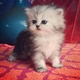 young-persian-kittens-for-re-homing-persian-cats-karachi