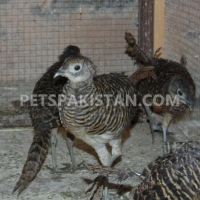 red-golden-pheasant-yellow-golden-pheasant-and-lady-amherst-pheasant-putrhey-golden-pheasant-lahore-cantt-6