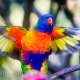 rainbow-lorikeet-eclectus-parrots-karachi-3