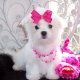 maltese-puppies-for-sale-other-ahmadabad