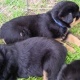 swrfwefs-m-f-health-guarantee-rottweiler-puppies-for-sale-500-rottweiler-domeli-1