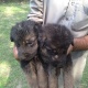 german-shepherd-pups-f-m-for-sale-german-shepherd-lahore