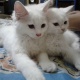 persian-kitten-persian-cats-rawalpindi