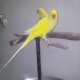 yellow-ring-neck-parrot-red-eyes-indian-ringneck-rawalpindi-cantt-3