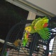 double-yellow-headed-amazon-parrot-for-sale-amazon-parrots-karachi-1