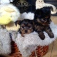 male-and-female-t-cup-yorkie-puppies-for-adoption-yorkshire-terrier-islamabad-1
