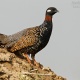 black-partridge-kala-teetar-for-sale-golden-pheasant-rawalpindi-cantt-1