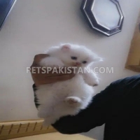 tripple-coated-persian-kittens-for-sale-in-rawalpindi-islamabad-persian-cats-rawalpindi