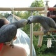 a-pair-of-talking-african-grey-parrots-for-adoption-both-are-dna-tested-a-pair-of-talking-african-grey-parrots-for-adoption-both-are-dna-tested-cockatoos-alipur-chatta