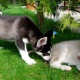 siberian-husky-puppies-other-ahmadabad