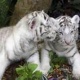 well-tamed-and-trained-male-and-female-tiger-lion-and-cheetah-cubs-for-sale-bengal-attock-1