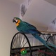 parrot-hand-reared-baby-macaw-blue-and-gold-with-cage-macaws-karachi