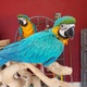 hand-reared-baby-blue-and-gold-macaw-macaws-karachi