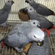 cuddly-tame-baby-senegal-parrots-palm-cockatoos-and-african-greys-for-sale-senegal-parrots-islamabad-3