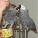 african-grey-parrots-for-good-homes-african-grey-parrot-abbas-nagar-1