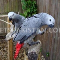 male-and-female-african-grey-parrots-ready-african-grey-parrot-gujranwala
