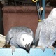 18-months-old-african-grey-parrots-amazon-parrots-ahmadabad