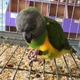cuddly-tame-baby-senegal-parrots-palm-cockatoos-and-african-greys-for-sale-senegal-parrots-islamabad-1