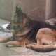 german-shepherd-dog-for-urgent-sale-german-shepherd-rawalpindi-1