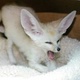 fennec-fox-and-baby-ocelot-kittens-for-sale-tica-registered-bengal-karachi