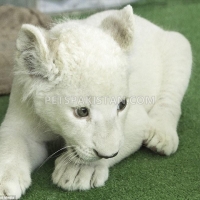 young-exotics-cubs-available-lion-tiger-cheetah-leopard-african-grey-parrots--ahmadabad